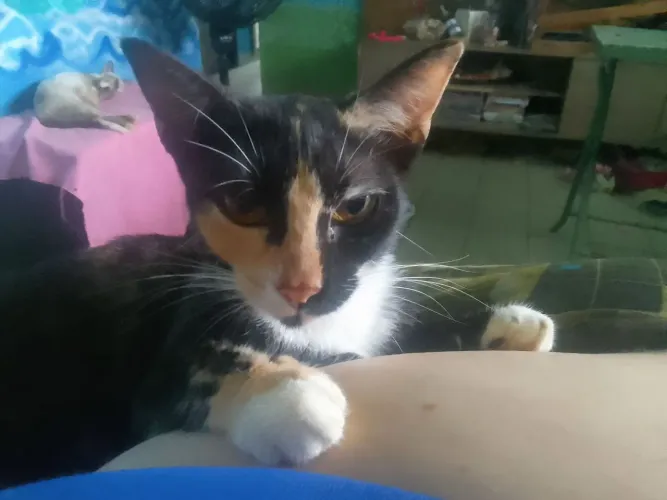 Gatinha para adoção responsável