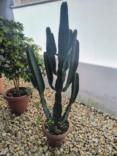 Cactos
