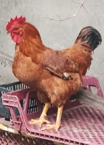 Vende-se galo