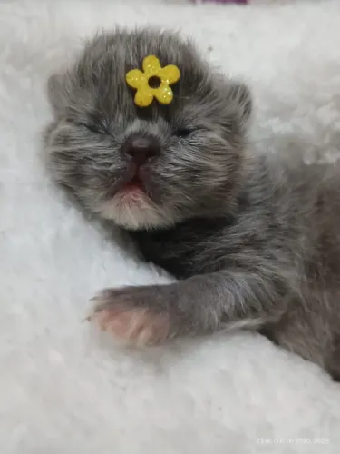Gata persa tricolor diluída