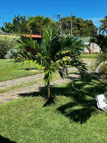 Palmeira Veitcha grande 1,5 a 2 m