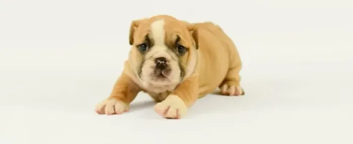 Bulldog Inglês,Bulldog Inglês Filhote Muito Amoroso e Dócil