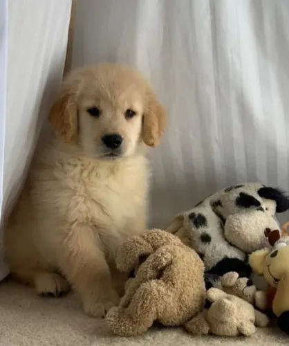 Filhotes de Golden Retriever | Patinhas que criam laços verdadeiros