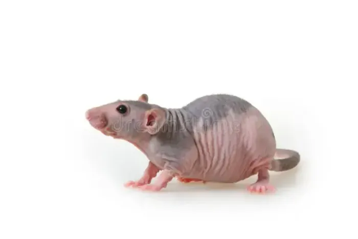 Twister Hairless (sem pelo)