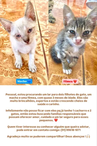 Doação de gatinhos (macho e/ou fêmea) 