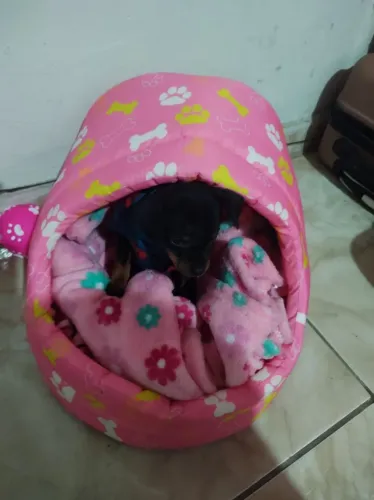 Vendo Pincher fêmea 45 dias