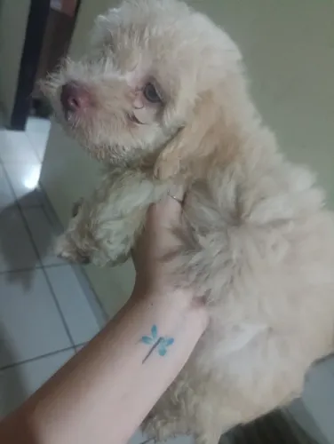 Filhotes de poodle n° 1