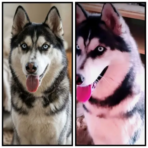 Husky seberiano fêmea adulta 1.000$