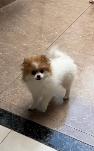 Spitz Alemão