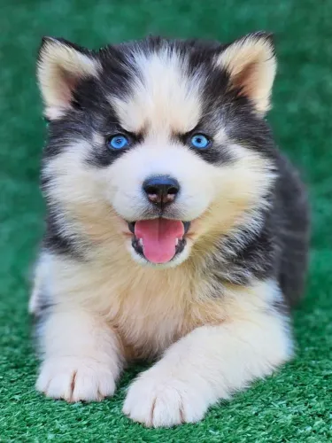Husky siberiano com PEDIGREE ALKC registrado vacinados, vermífugados, pelagem wolly