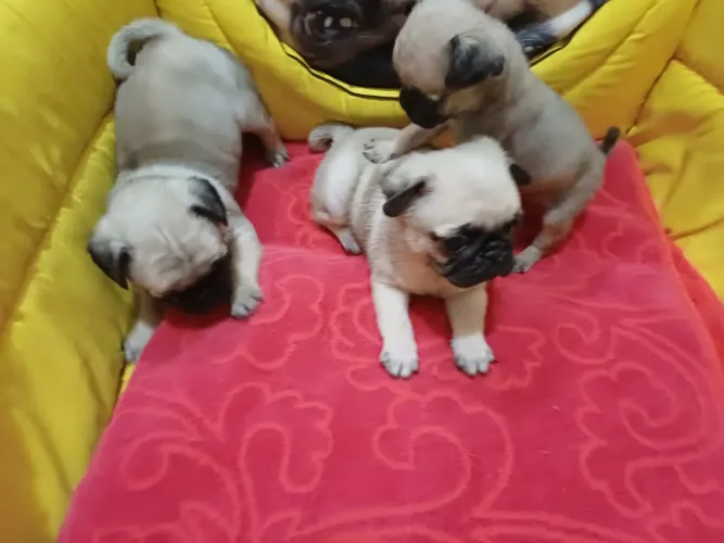 Filhote de PUG