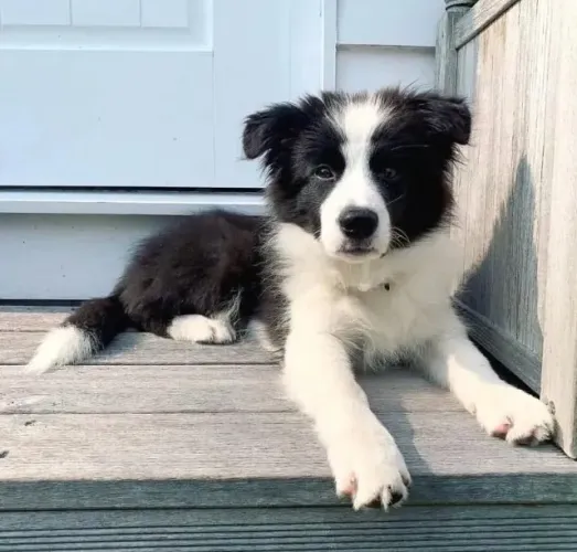 Filhotes de Border Collie | Filhotes apaixonantes.