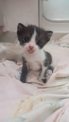 Adoção gatinho macho