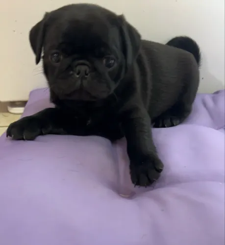 Filhotes Pug femea Black