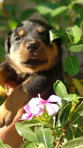 Filhote de Rotweiler 
