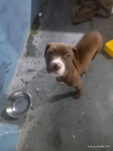 Filhote Pitbull adoção 