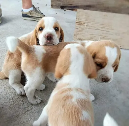 Bicolor muito carinhosos e amigos das crianças , o Beagle