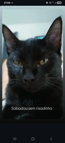 Doação gatinhas 5 meses