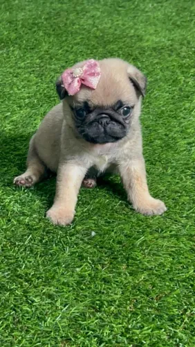 Filhote de Pug fêmea