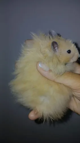 Hamster sírio angorá