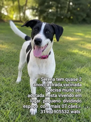 Cachorra Adoção