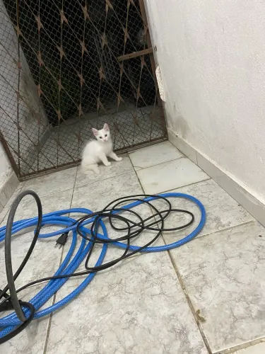 Gatinhas para adoção