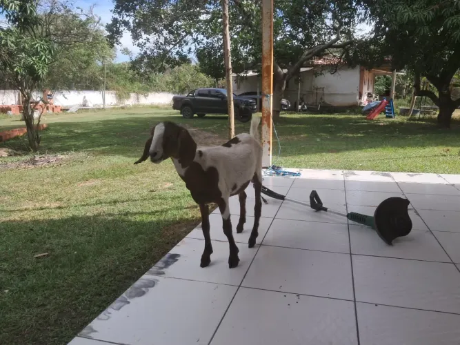 Vendo casal de caprinos