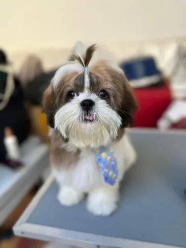 Shihtzu Macho para Cruzar