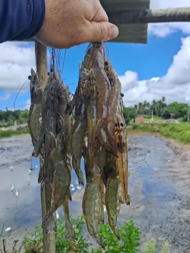 Camarão cinza fresco e torrado(de praia). Venda apenas em atacado!