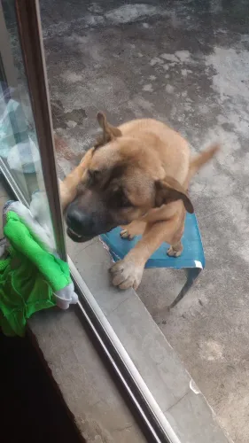 Doa-se lindo cachorro 