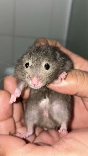 Hamster sírio filhote 