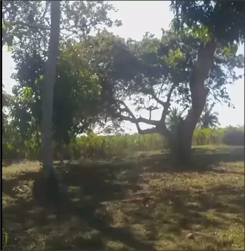 Sítio em Alagoinhas - MARAVILHOSO - OPORTUNIDADE