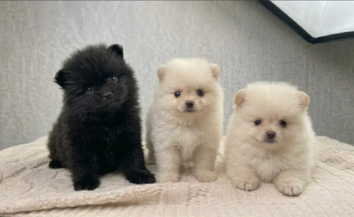Lulu da Pomerania somente o preto disponível 