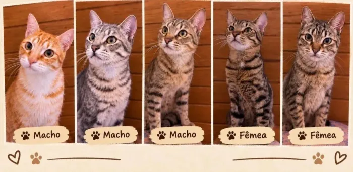 Doa-se Gatos