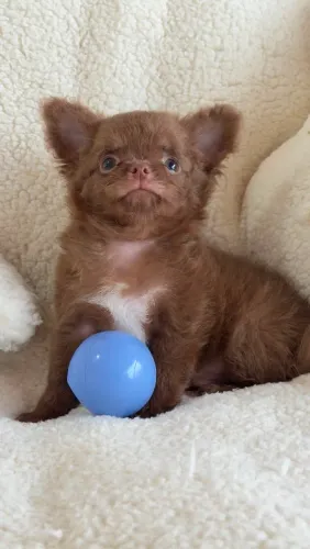 Chihuahua macho micro Pêlo longo chocolate. O mais desejado e querido