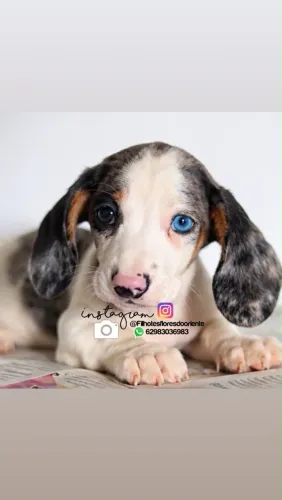 Dachshund macho Insta gram @filhotesfloresdooriente