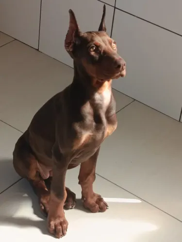 Filhote de doberman