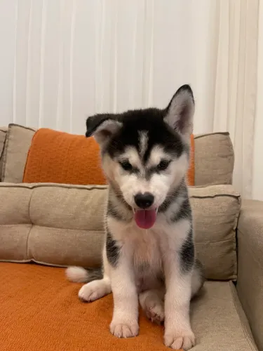 Cachorro husky 