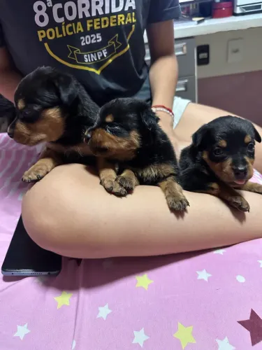 vende filhotes de rotweiller