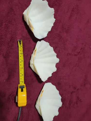 Conchas Hippopus hippopus conjunto 