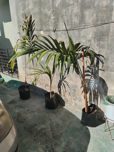 Mudas de planta palmeira imperial
