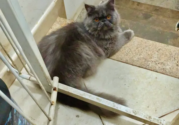 Macho Blue Persa com pedigree