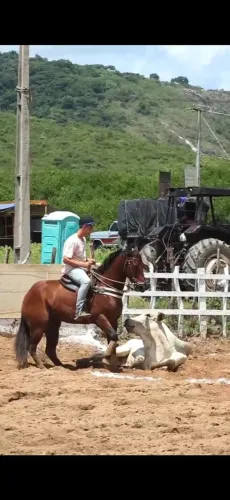 Cavalo de esteira pronto