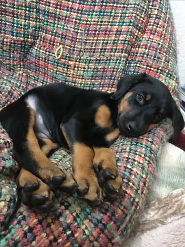 Filhote de Doberman