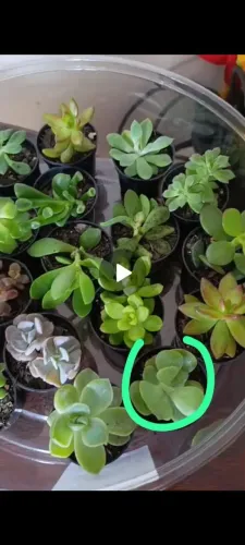Suculentas para presentes, lembranças e brinde