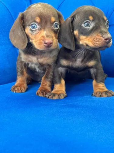 Dachshund lindo linguicinha - Itajaí 