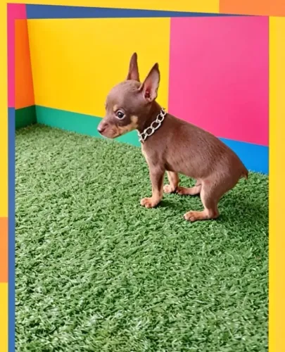 Delicadeza em Quatro Patas