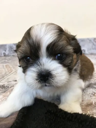 Shih Tzu Uma seleção especial para quem está procurando cães