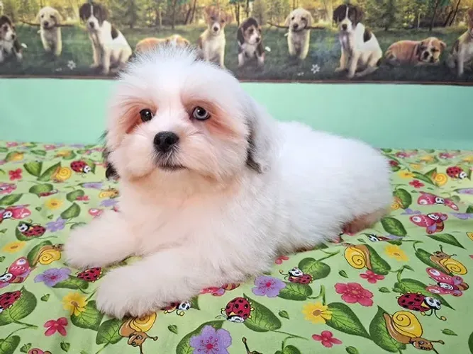Lhasa Apso - Linda Filhote Fêmea à Pronta Entrega