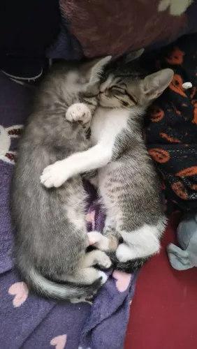 DOAÇÃO DE GATOS
